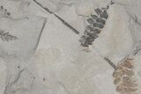 Pennsylvanian Fossil Flora (Neuropteris and Lepidodendron) Plate #214192-1